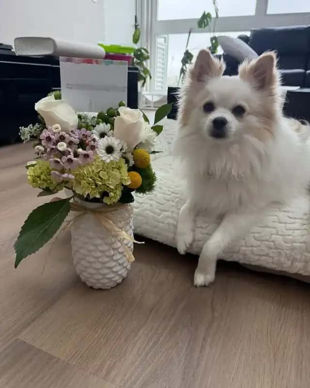 Elegant hydrangeas bouquet
