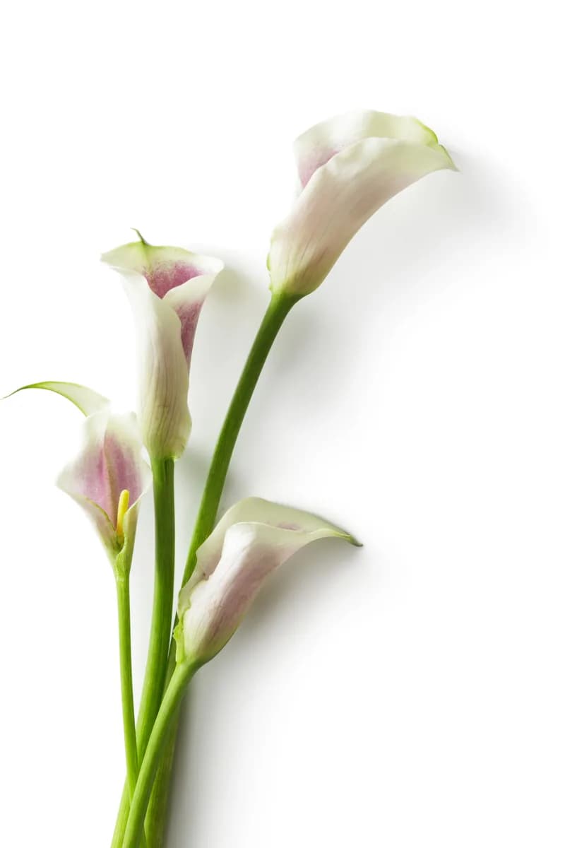 Calla Lilies