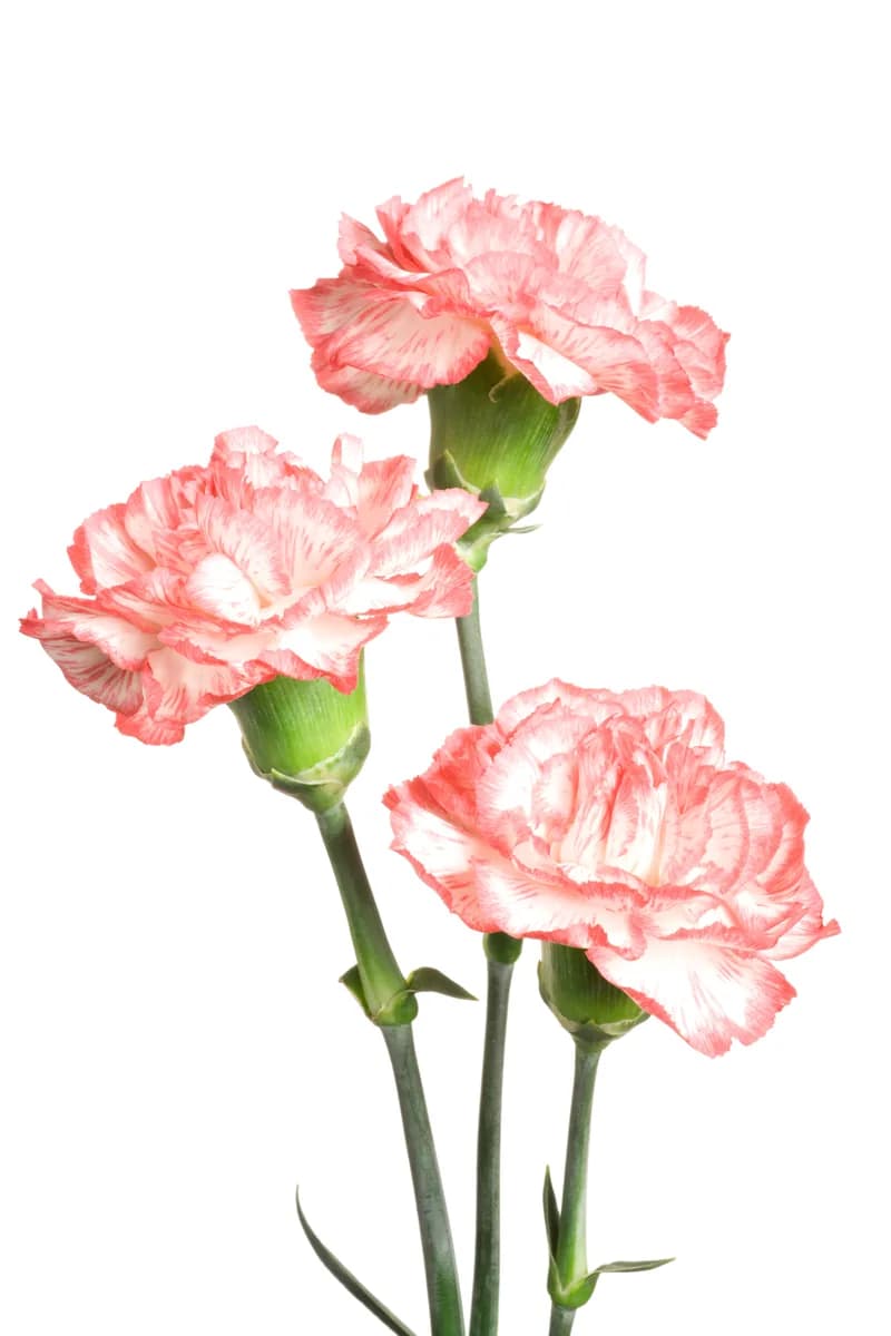 Carnations
