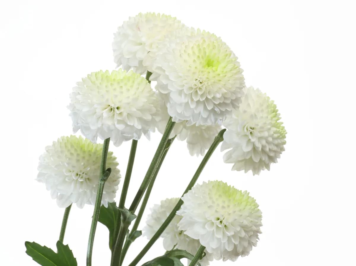 Chrysanthemums