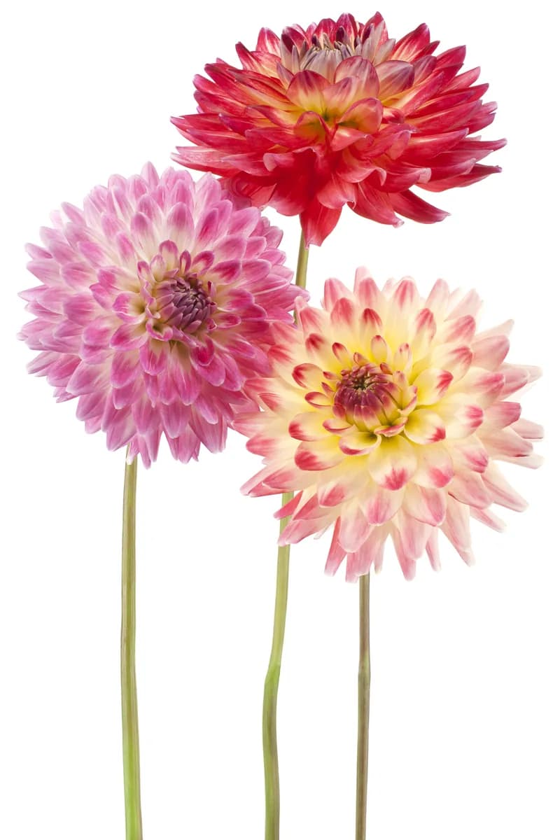 Dahlias