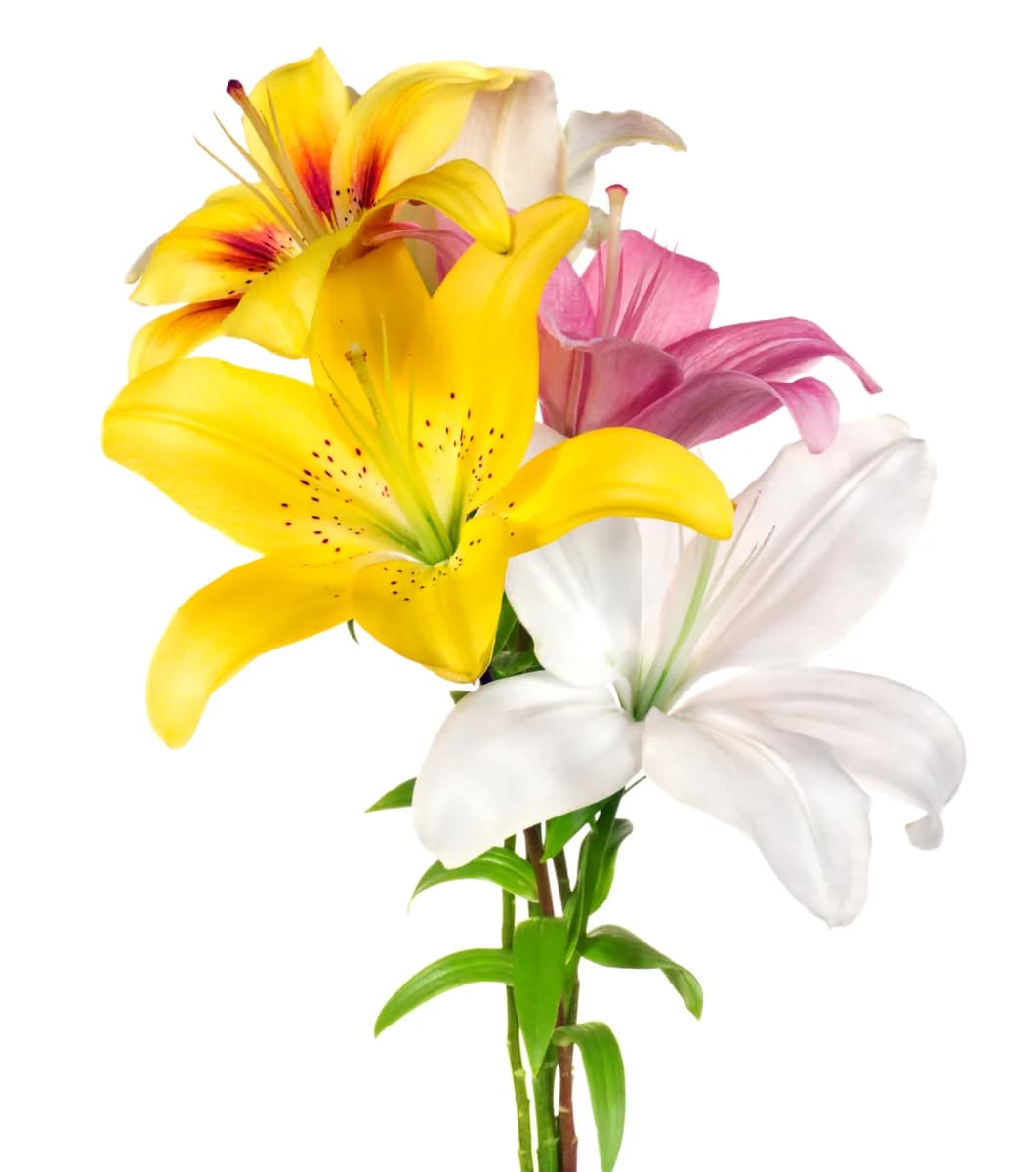 Lilies