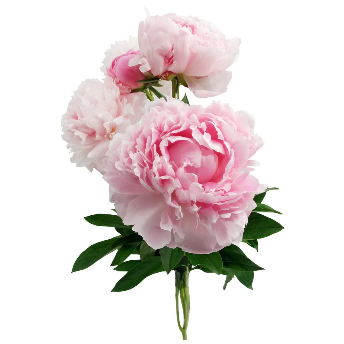 Peonies