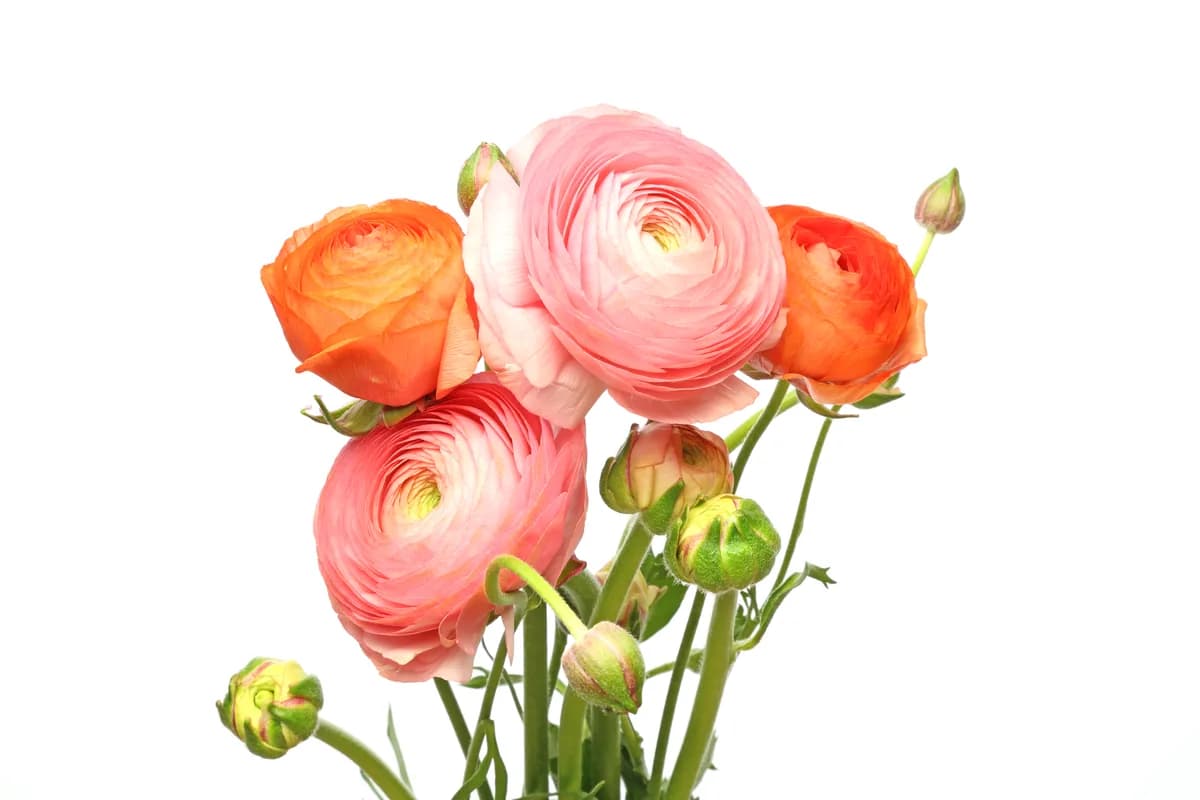 Ranunculus